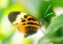 L'atmosfera del parco delle farfalle sembra serena e rilassante, con un'abbondanza di vita e di colori vivaci. Le farfalle sembrano essere al sicuro e protette all'interno dell'area protetta, circondata da piante che offrono loro nutrimento e riparo.
